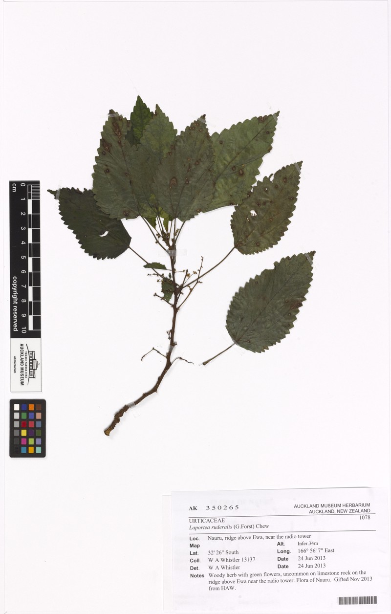 Laportea ruderalis photo 3