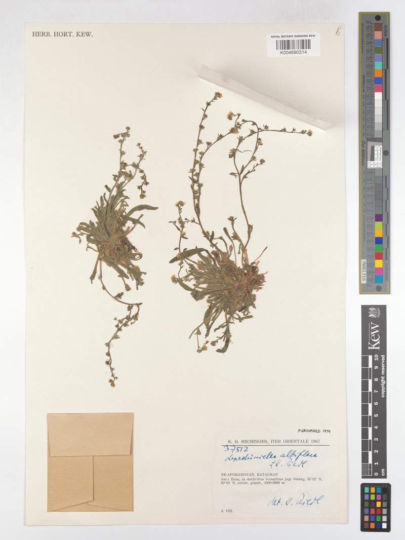 Lappula albiflora