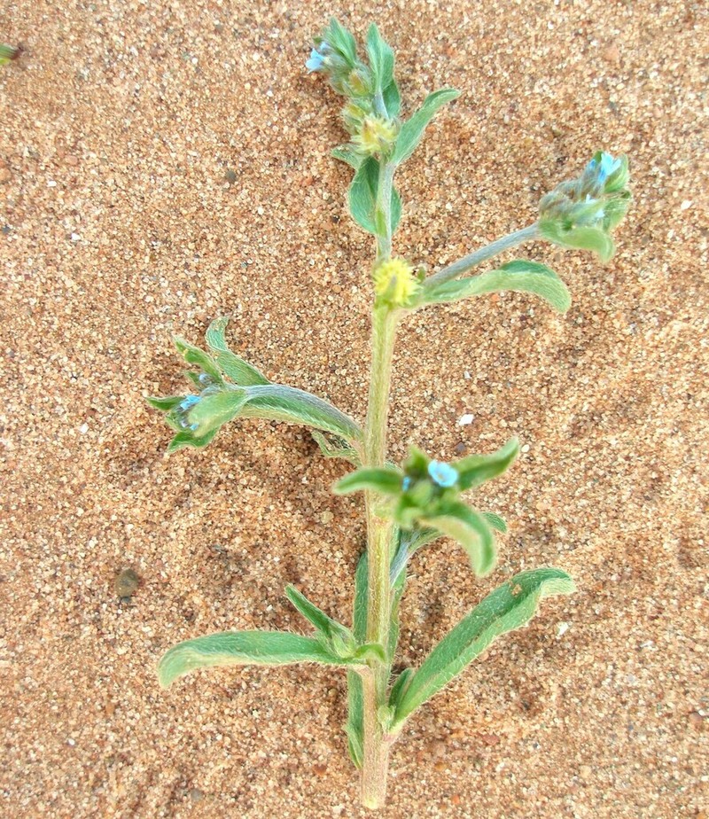 Lappula botschantzevii