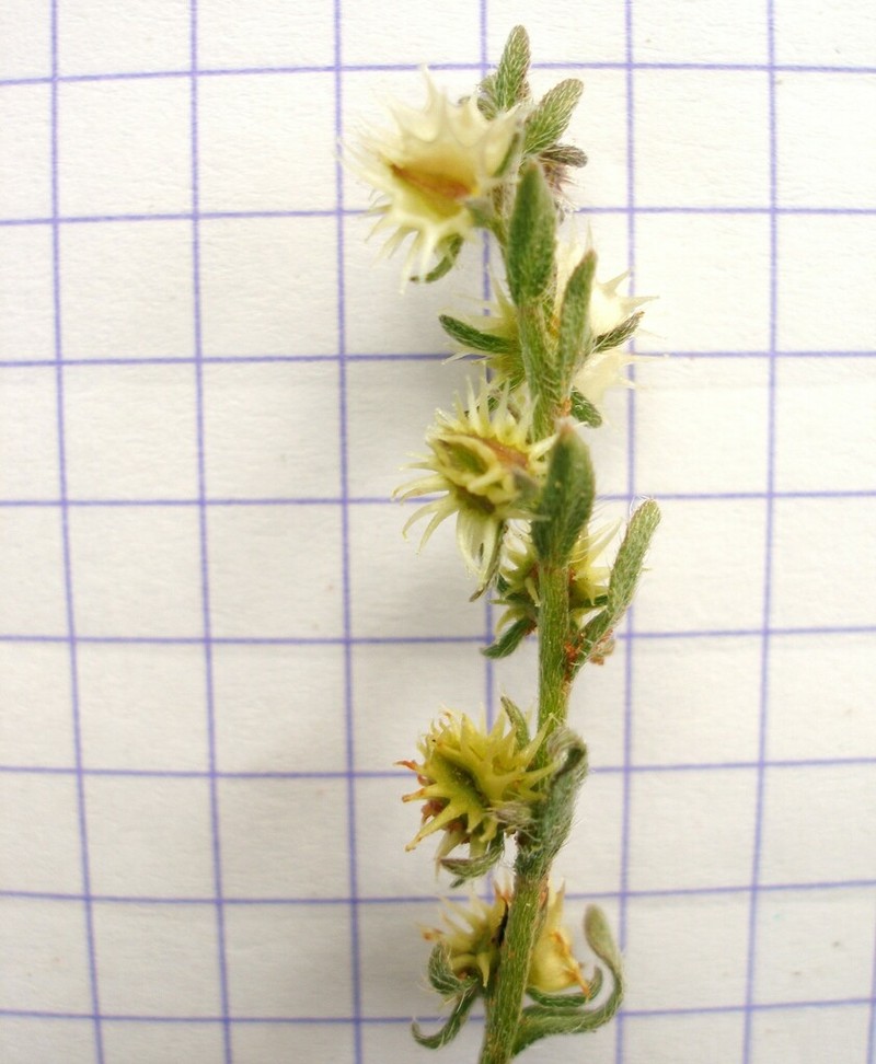 Lappula botschantzevii photo 3
