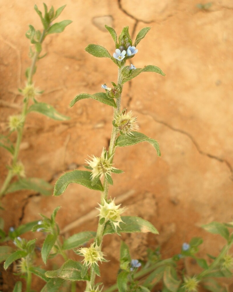 Lappula botschantzevii photo 6