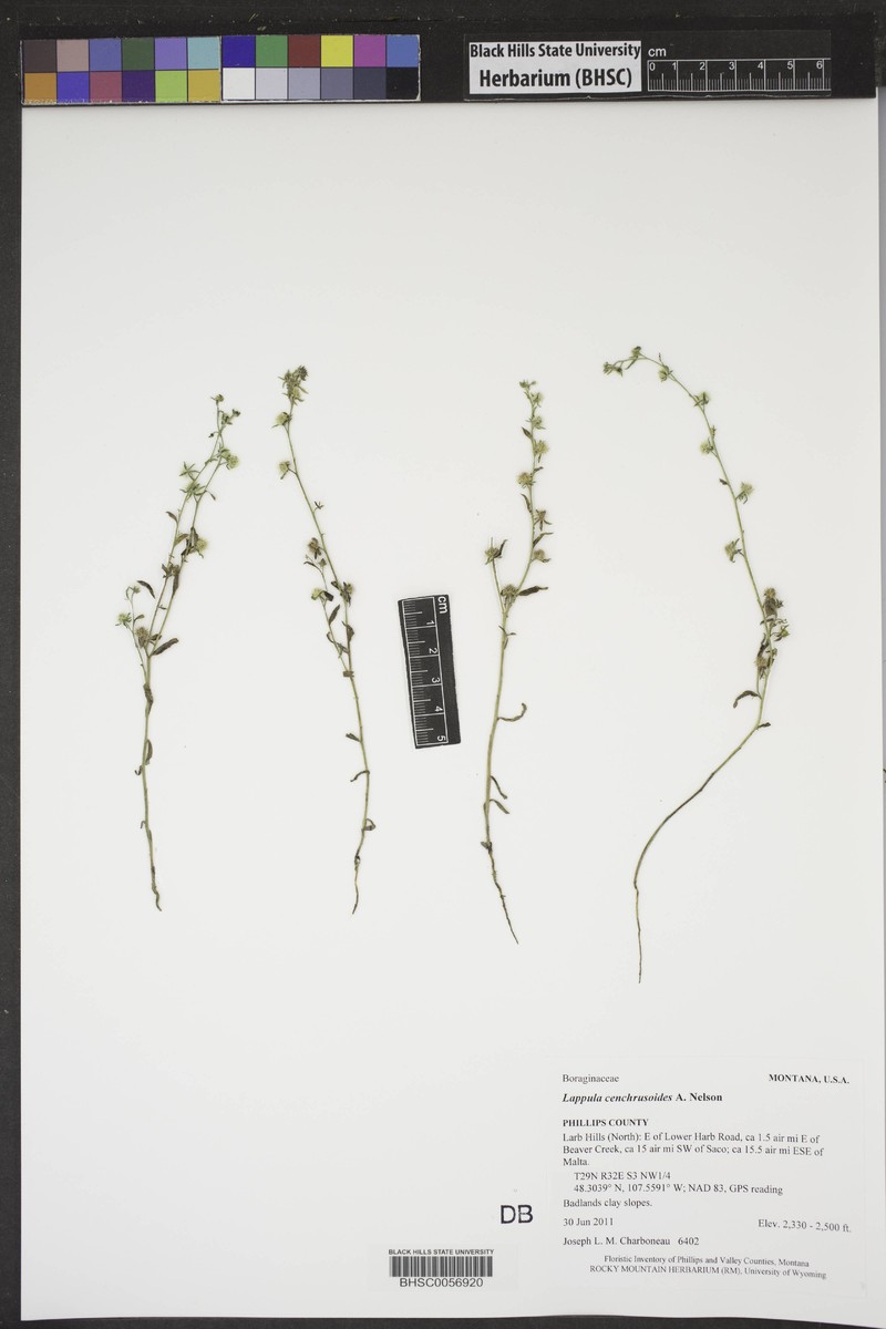 Great Plains Stickseed