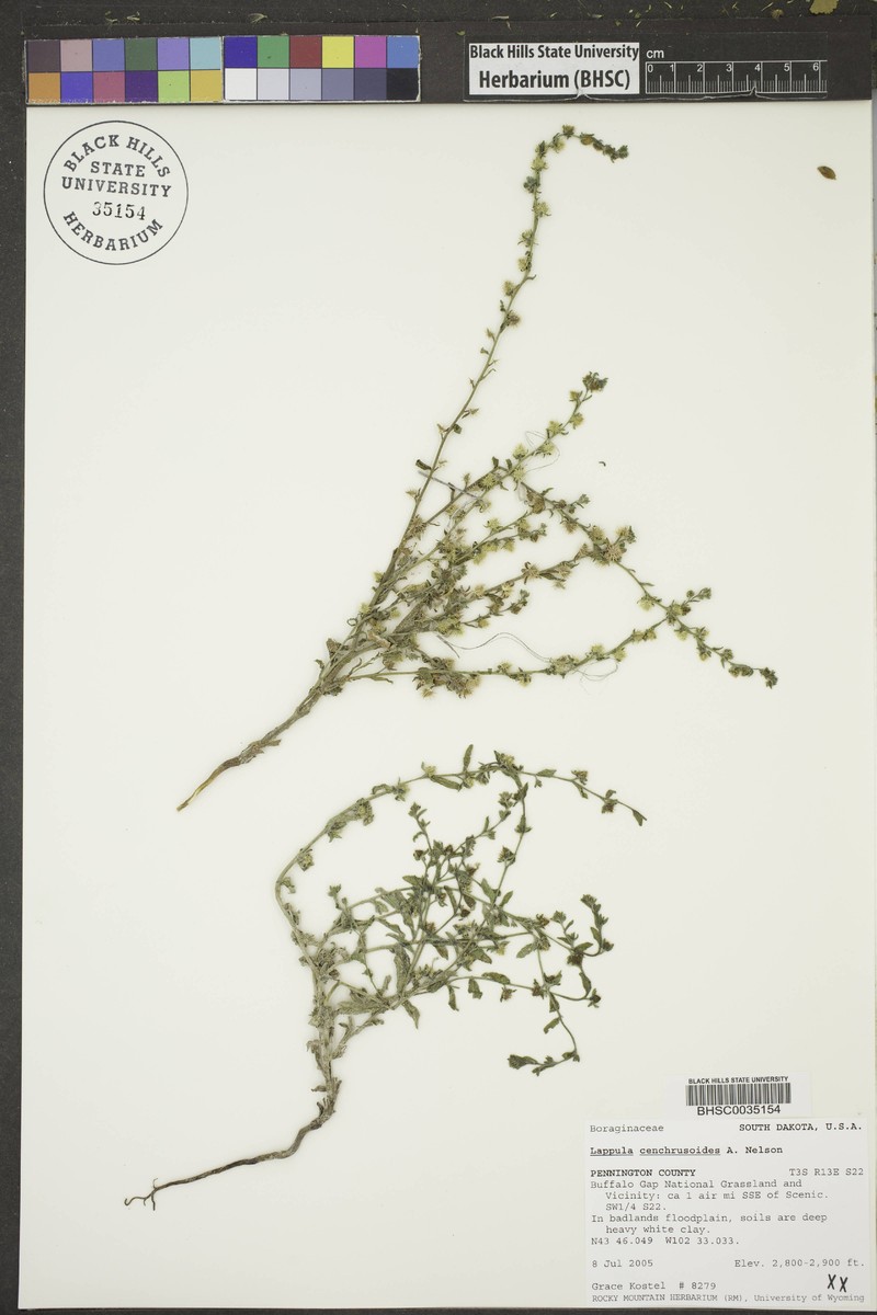 Great Plains Stickseed photo 2