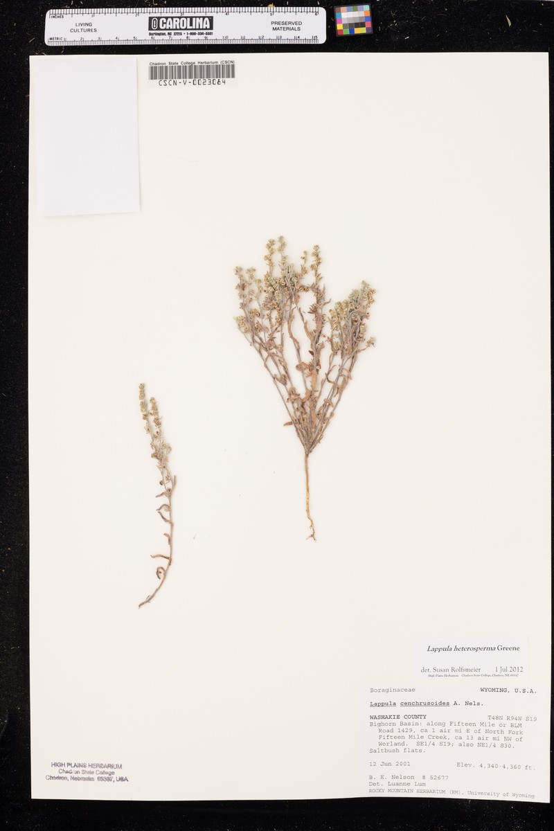 Great Plains Stickseed photo 3