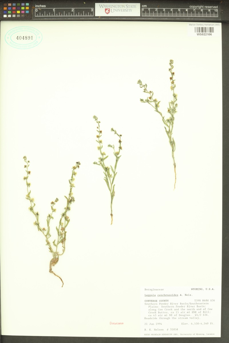 Great Plains Stickseed photo 4