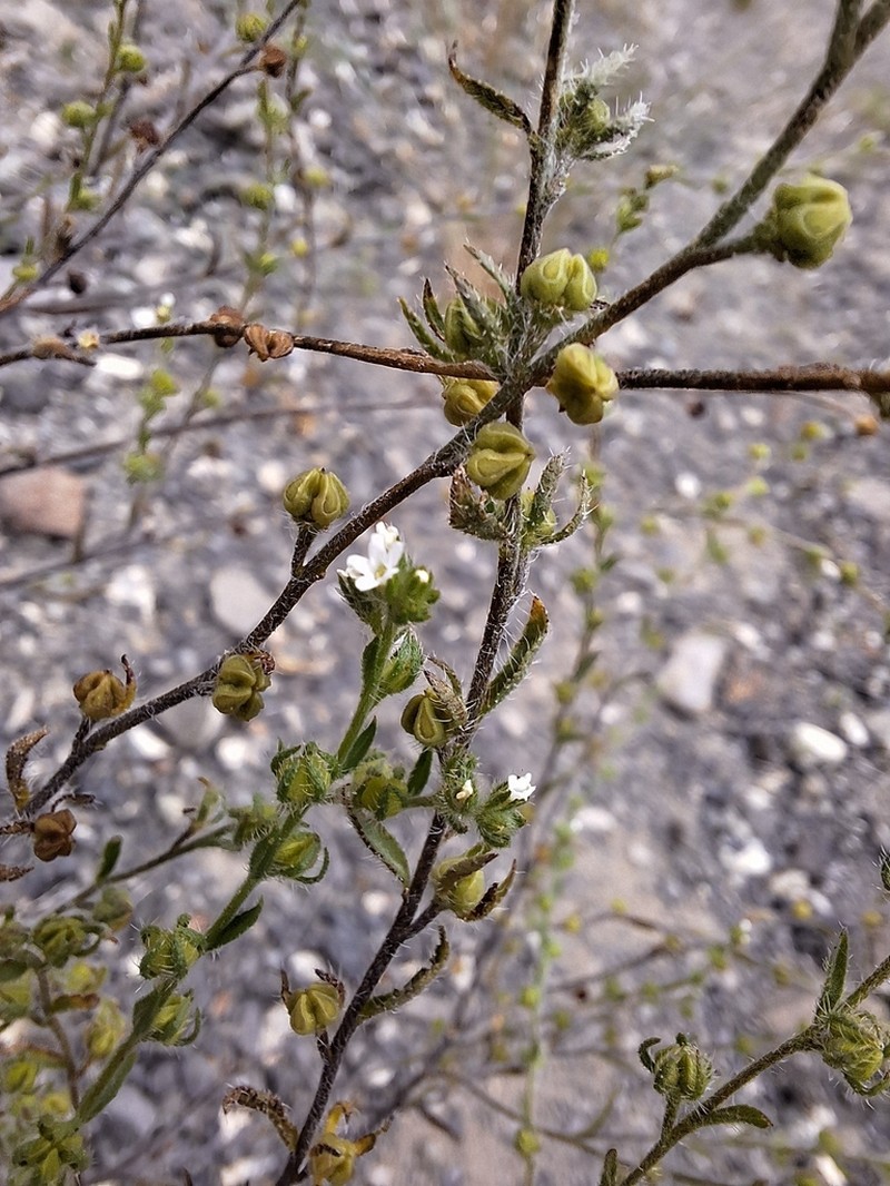Flatspine Stickseed