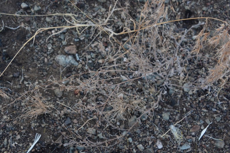 Flatspine Stickseed photo 2