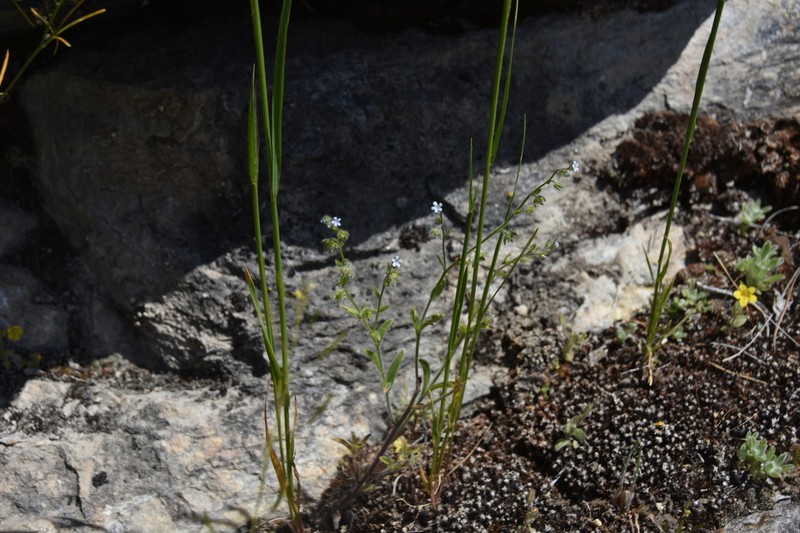 Flatspine Stickseed photo 3