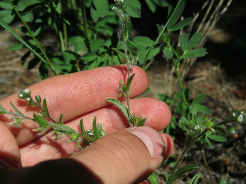 Flatspine Stickseed photo 4