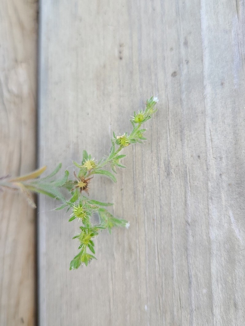 Flatspine Stickseed photo 5