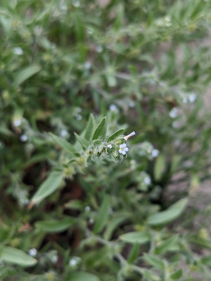Flatspine Stickseed photo 6