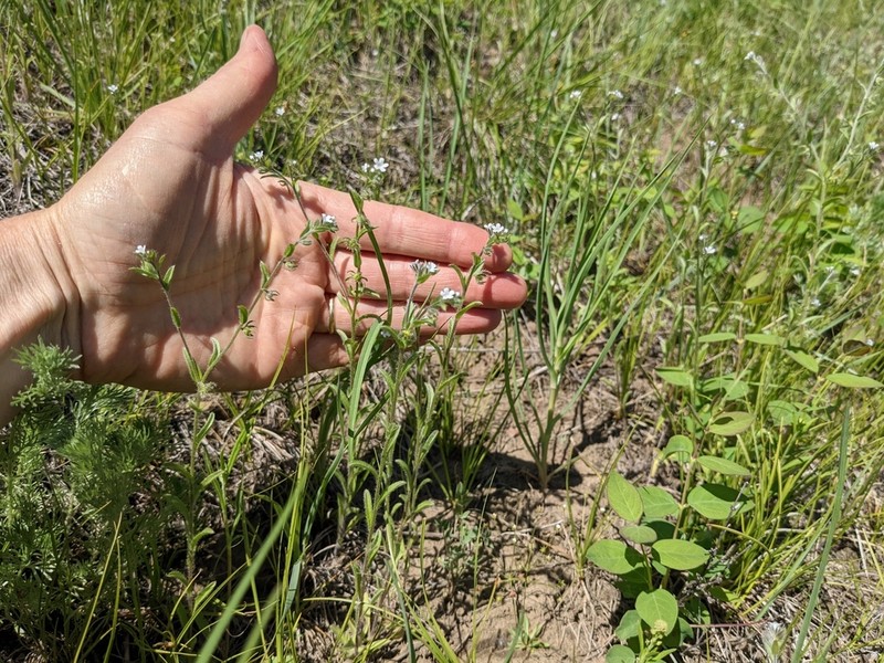 Flatspine Stickseed photo 7