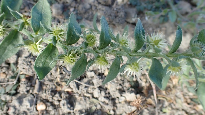 Flatspine Stickseed photo 8