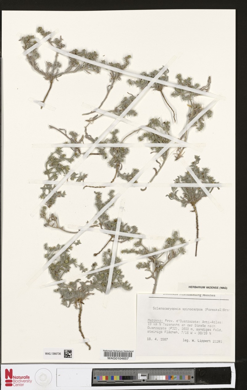 Lappula spinocarpos subsp. spinocarpos