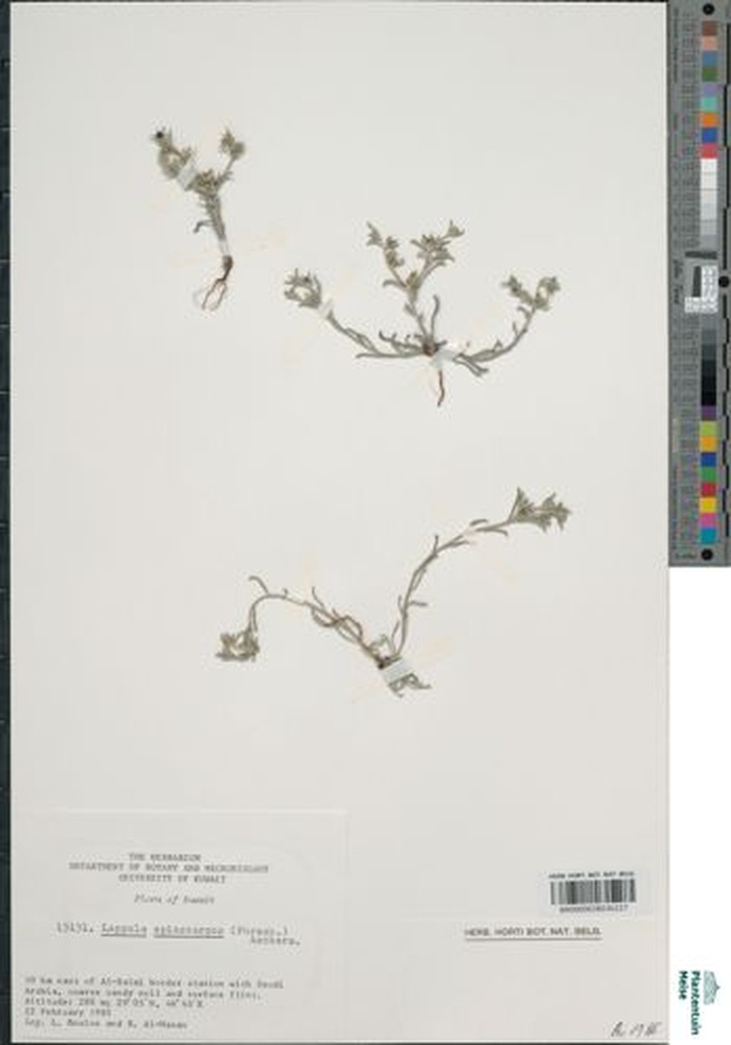 Lappula spinocarpos subsp. spinocarpos photo 2