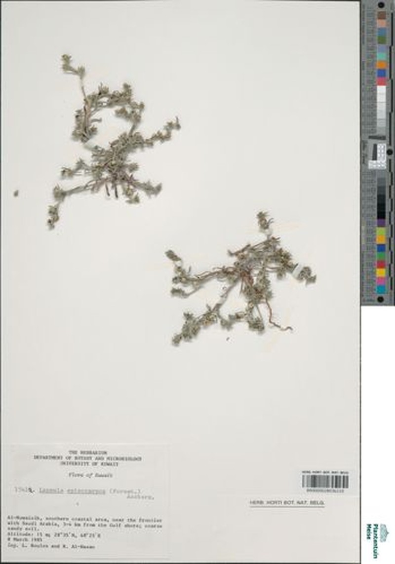 Lappula spinocarpos subsp. spinocarpos photo 3