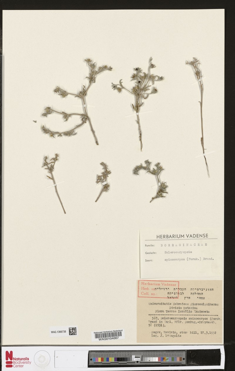 Lappula spinocarpos subsp. spinocarpos photo 4