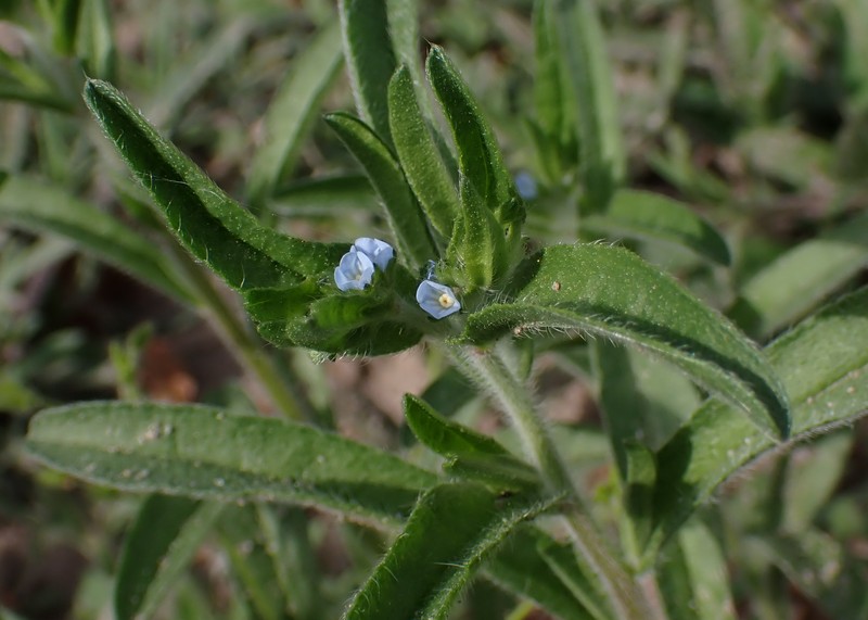 European Stickseed photo 2