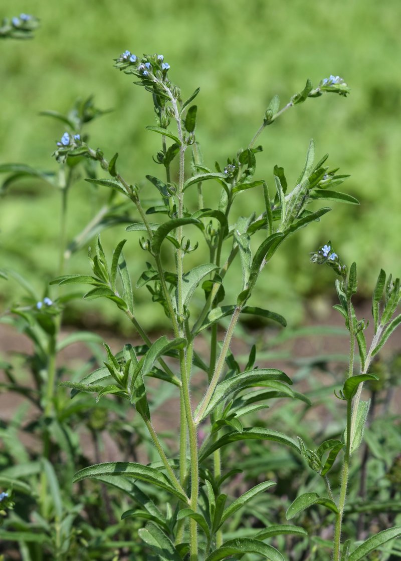 European Stickseed photo 4