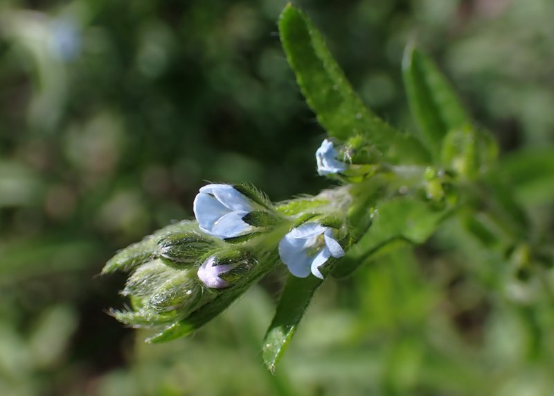 European Stickseed photo 5