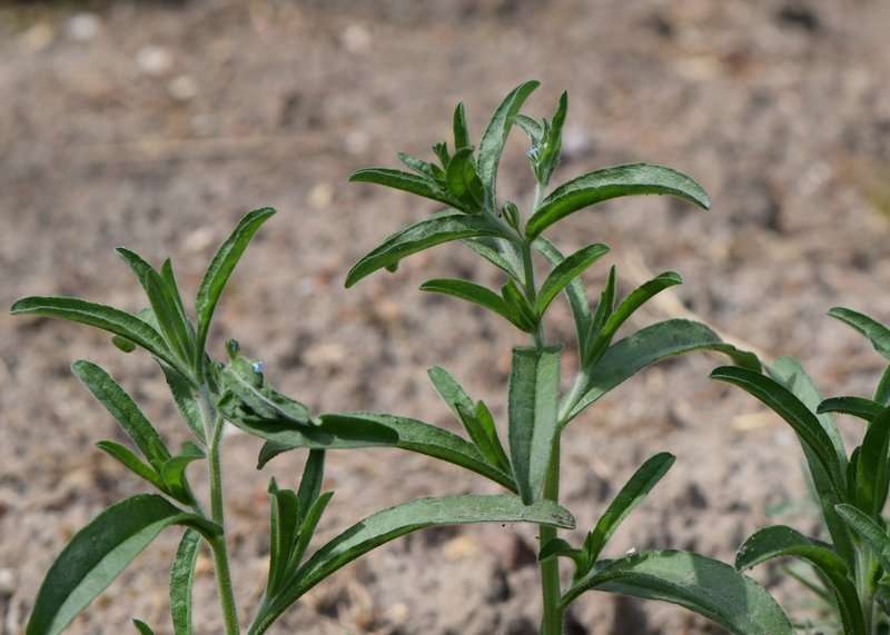 European Stickseed photo 6