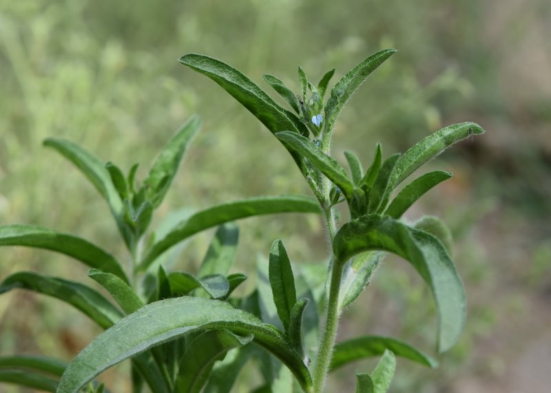 European Stickseed photo 7