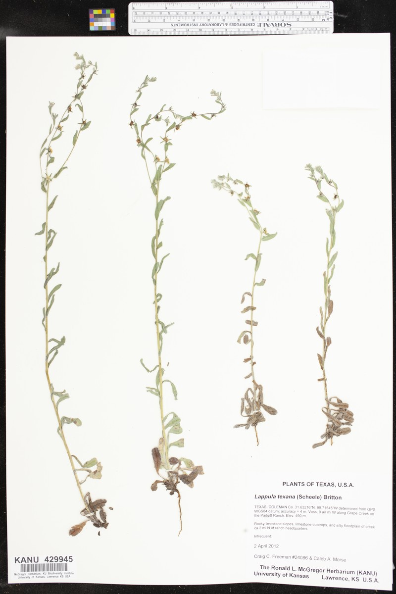 Lappula texana
