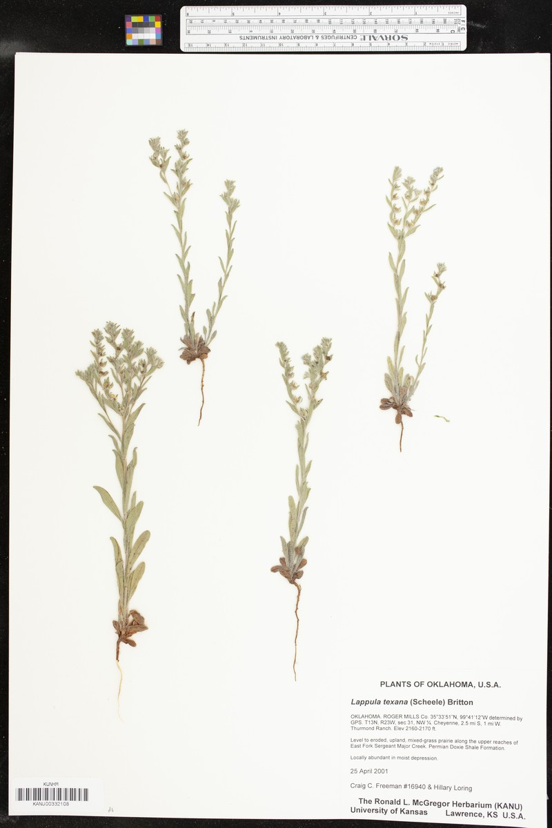 Lappula texana photo 2