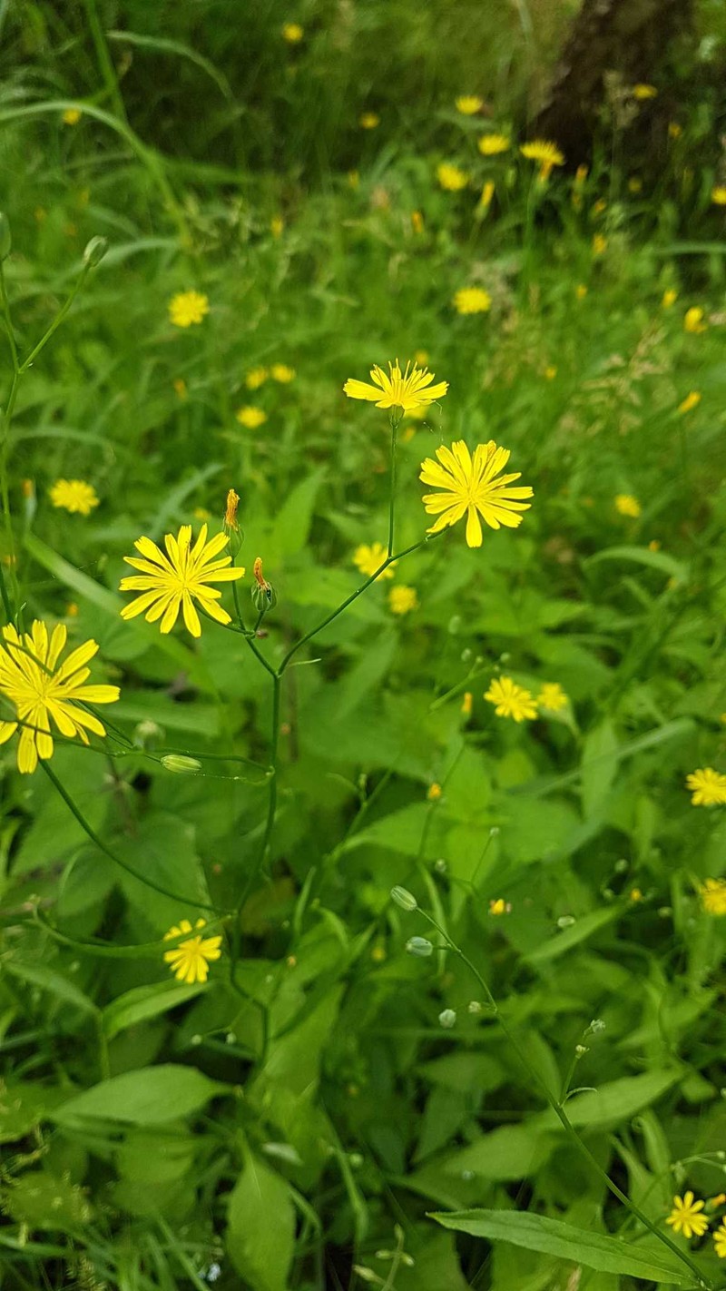 Common Nipplewort photo 5