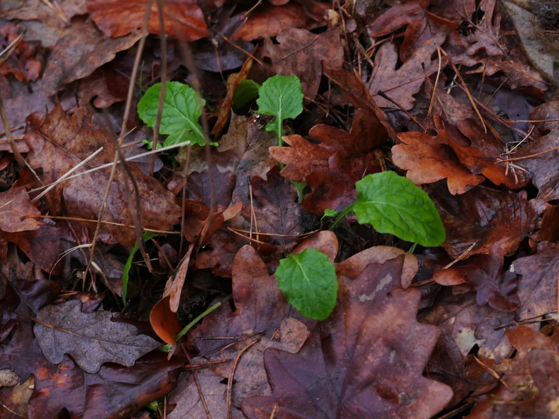 Common Nipplewort photo 6