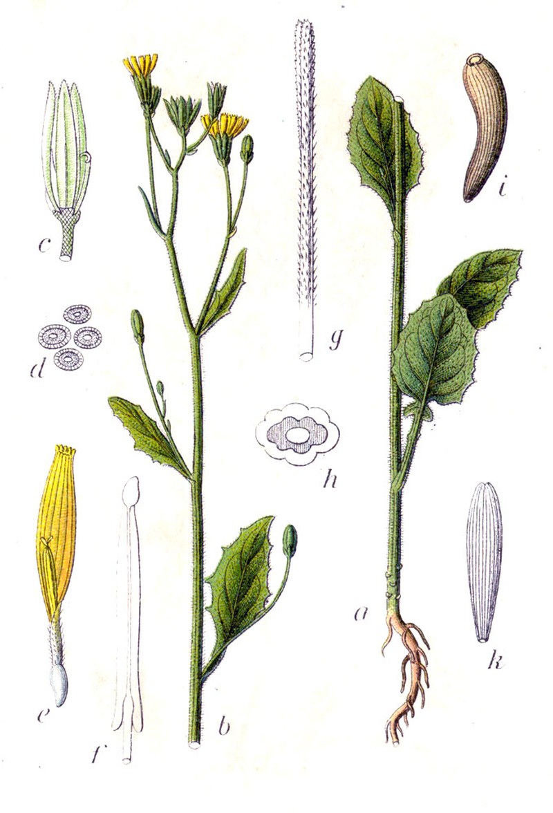 Common Nipplewort photo 3