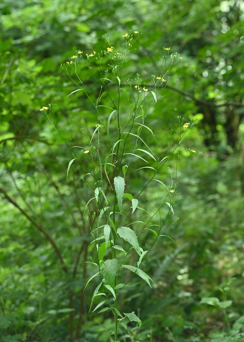 Common Nipplewort photo 4