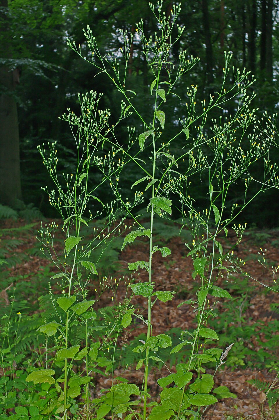 Common Nipplewort photo 7