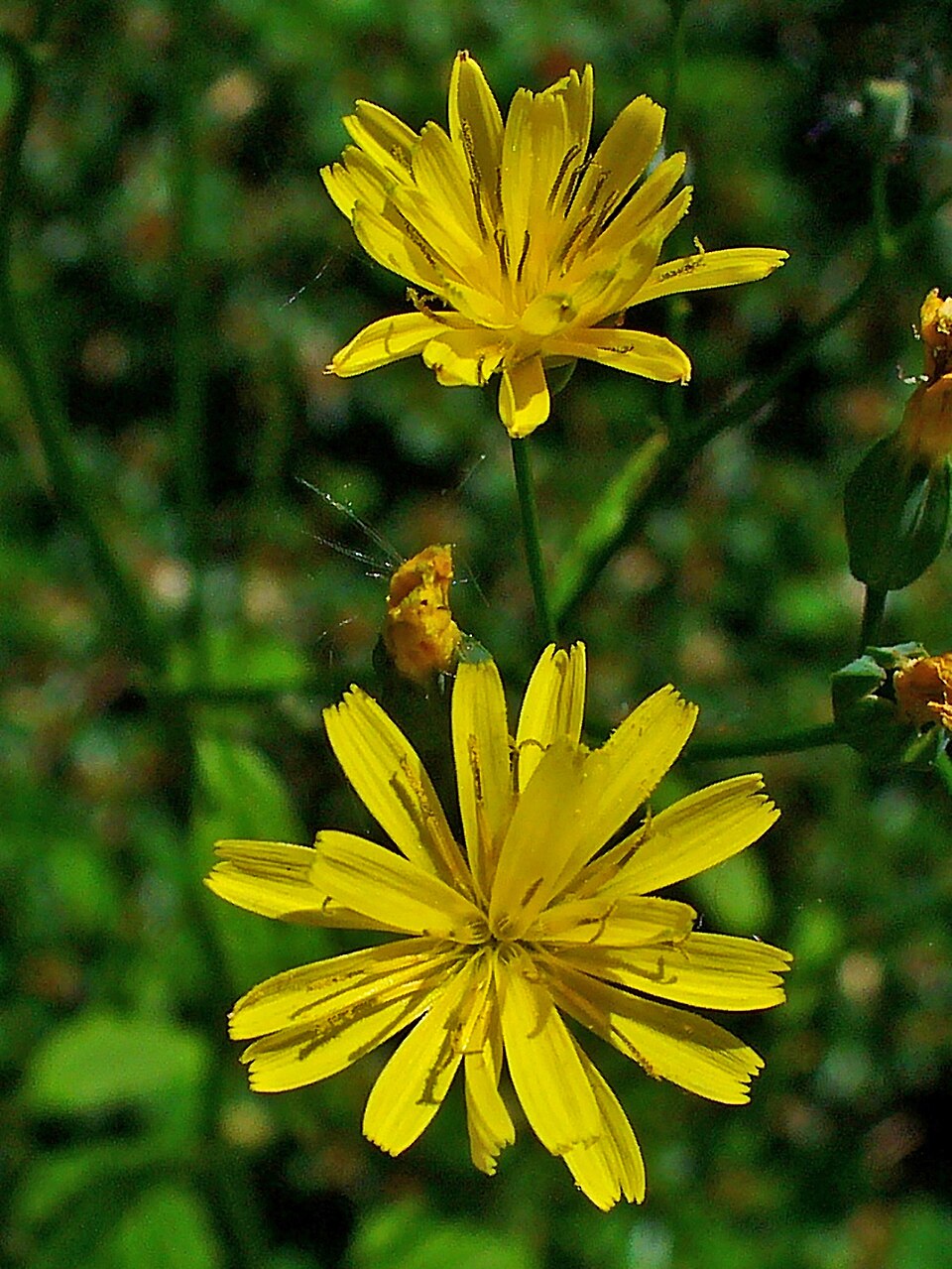 Common Nipplewort