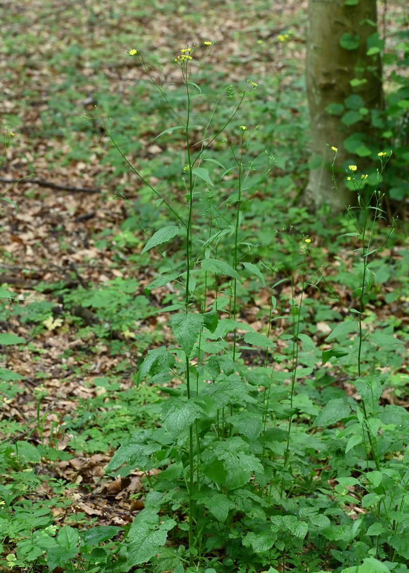 Common Nipplewort photo 8
