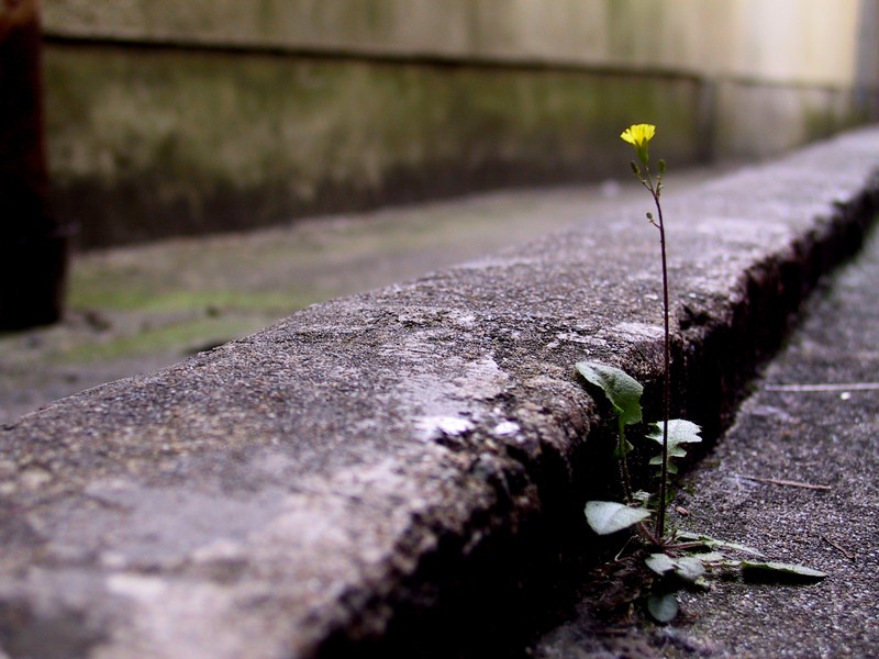 Japanese Nipplewort photo 2