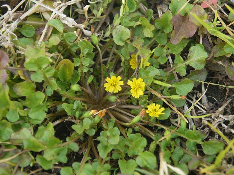 Japanese Nipplewort