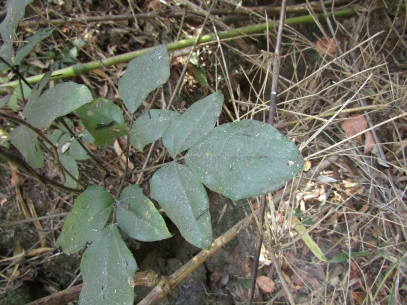 Lardizabala funaria photo 4