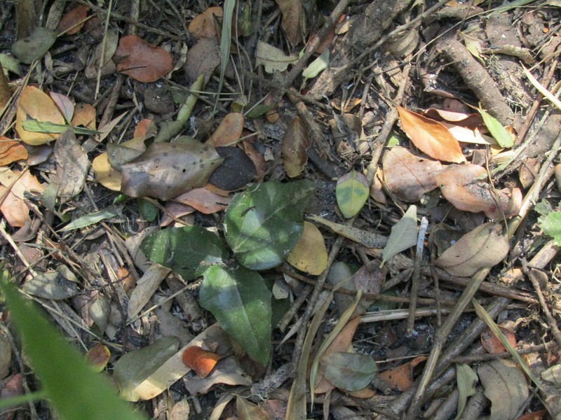 Lardizabala funaria photo 5