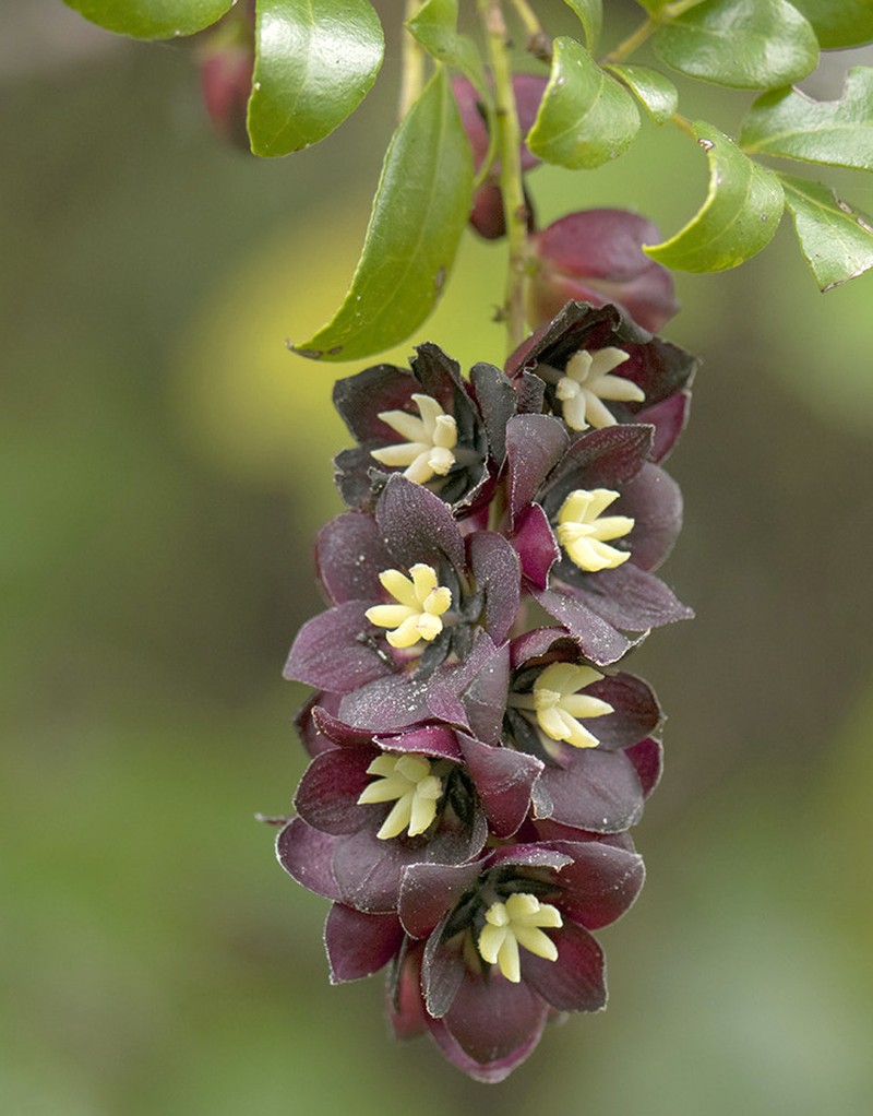Lardizabala funaria