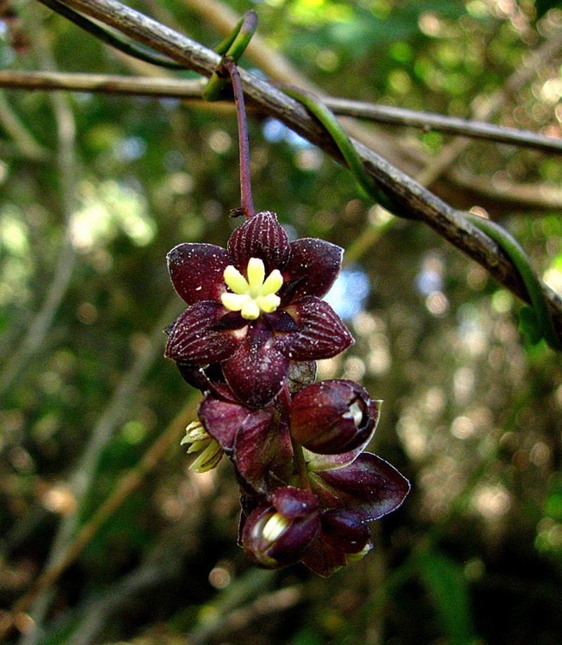 Lardizabala funaria photo 6
