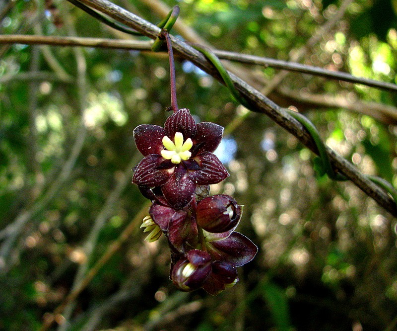 Lardizabala funaria photo 7
