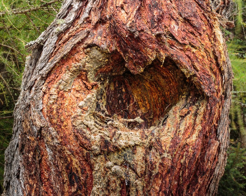 European Larch photo 2