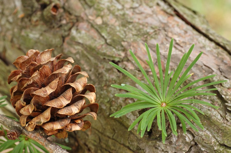 Japanese Larch photo 2