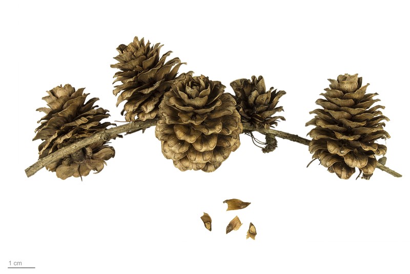 Japanese Larch photo 3