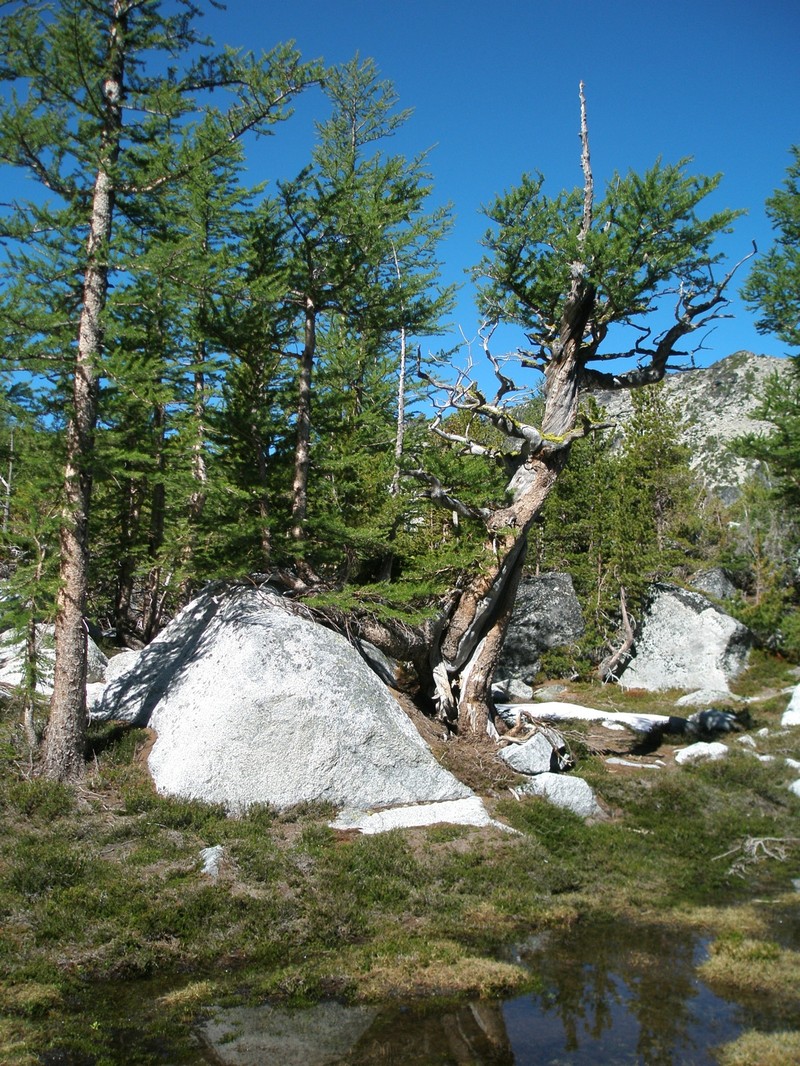 Subalpine Larch photo 2
