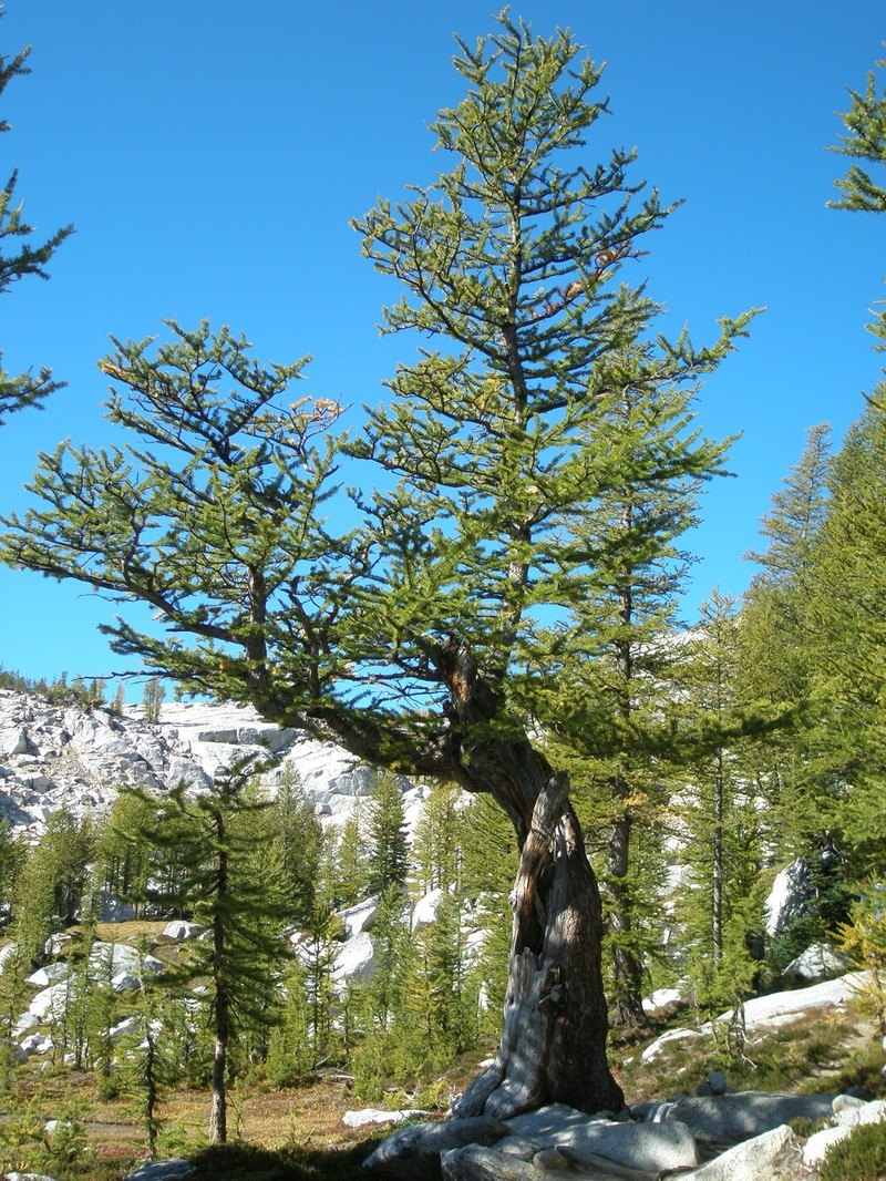 Subalpine Larch photo 3