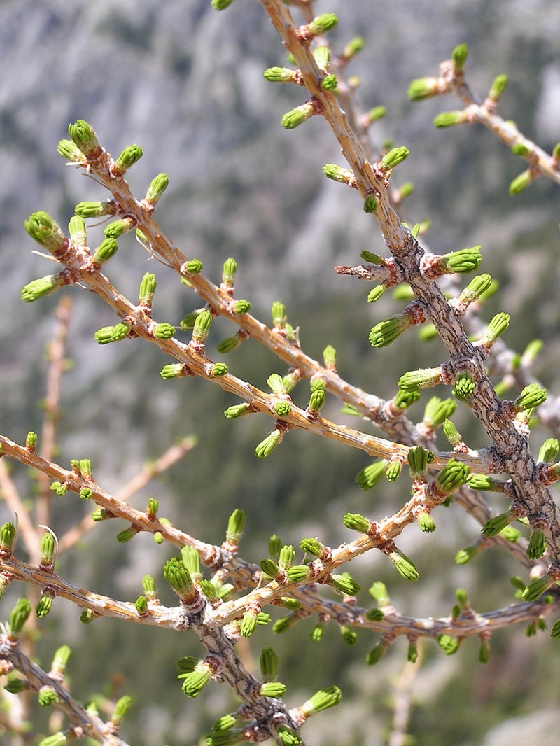 Subalpine Larch photo 4