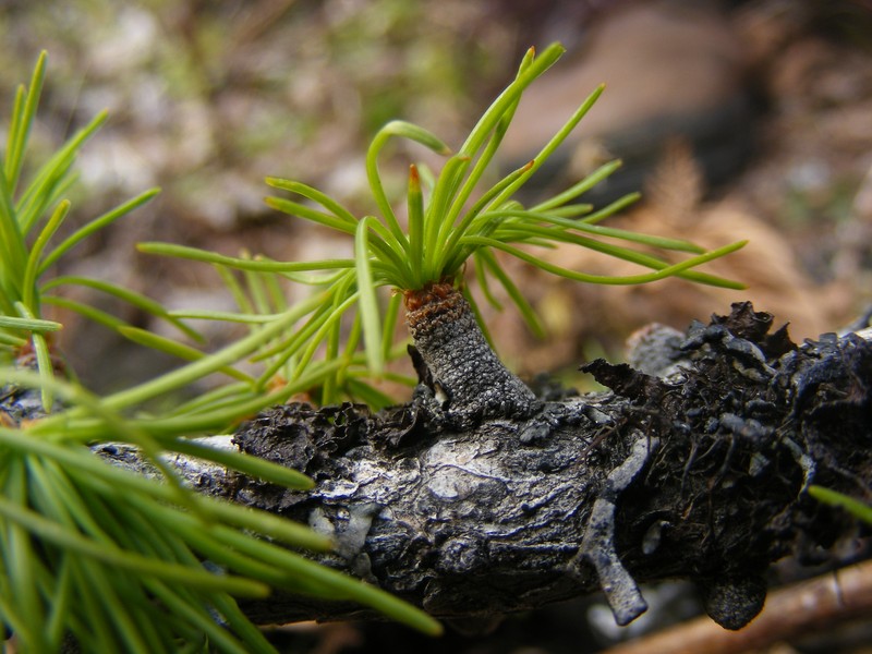 Western Larch photo 2