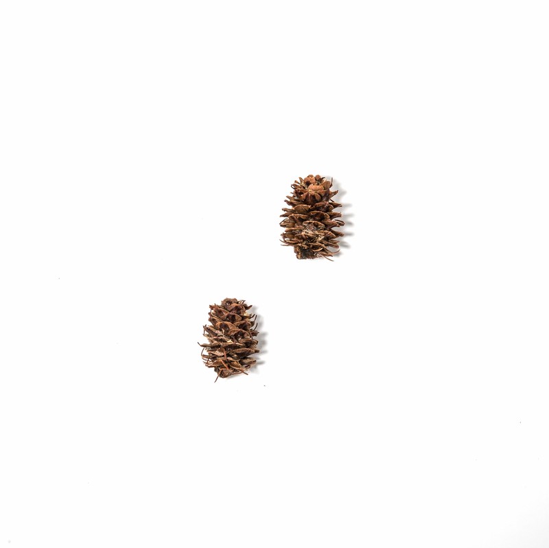 Western Larch photo 3
